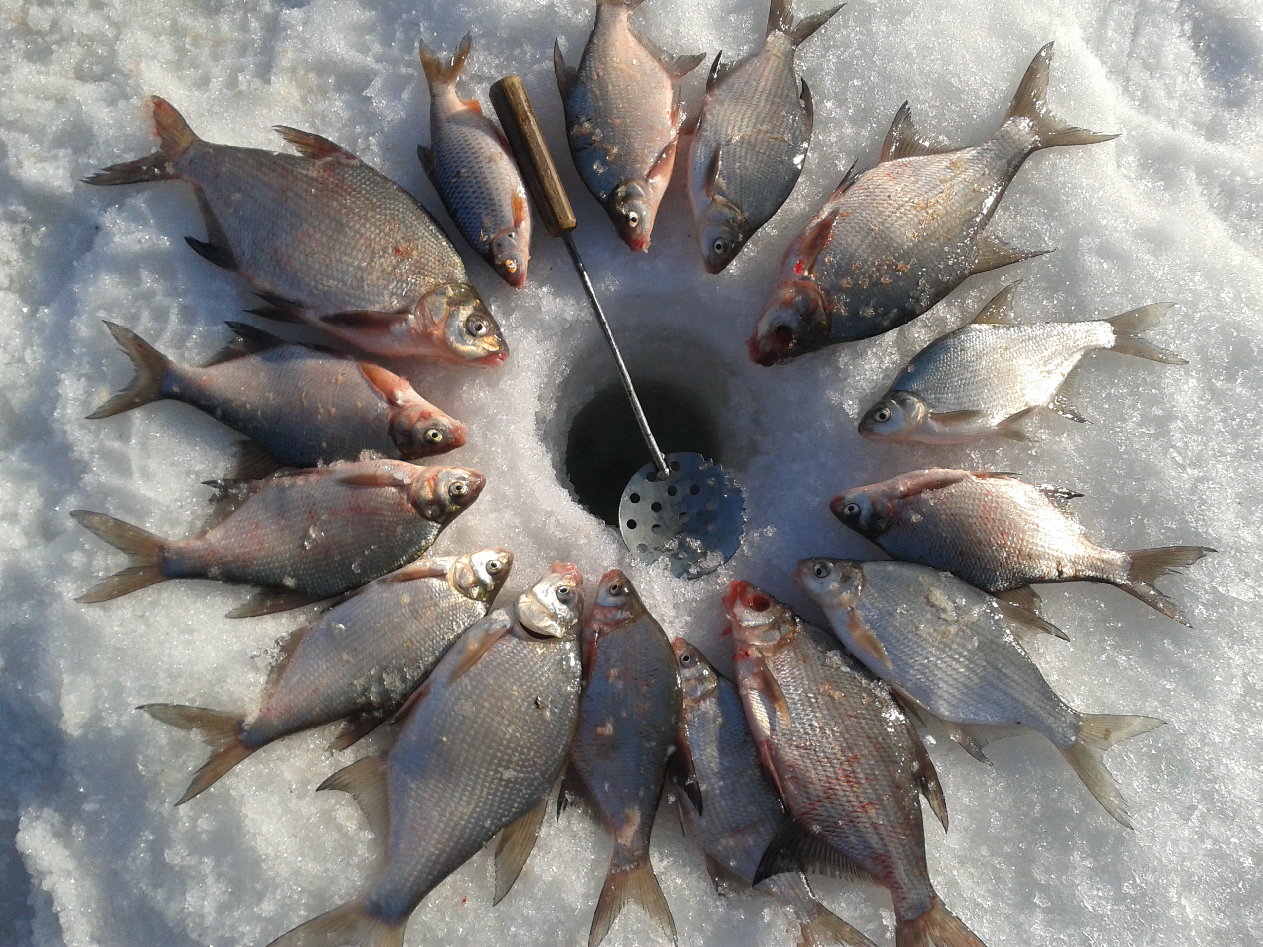Время улова. Зимняя рыбалка. Рыба в лунке. Много рыбы на льду. Зимняя рыбалка лунка.