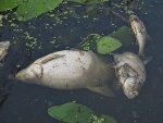 Массовая гибель рыбы в Химкинском водохранилище