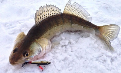 Атмосферное давление и зимняя рыбалка