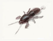 Силиконовая приманка SKELETON FISH Medvedka Lux 2.0" 6шт/уп цв.:13 Силиконовая приманка SKELETON FISH Medvedka Lux 2.0" 6шт/уп цв.:13