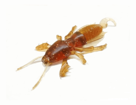 Силиконовая приманка SKELETON FISH Medvedka Lux 2.0" 6шт/уп цв.:16