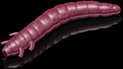 Силиконовая приманка SOOREX PRO King Worm 55мм 1.8гр Слива #134 Виолет/Violet 7шт/уп Силиконовая приманка SOOREX PRO King Worm 55мм 1.8гр Слива #134 Виолет/Violet 7шт/уп