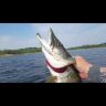 Воблер ZipBaits Khamsin 70SR-SP 70мм 9.5гр 1.0-1.5м 505R