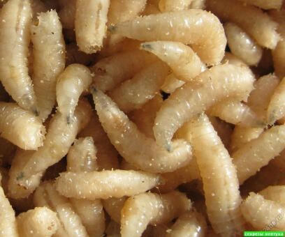 Опарыш белый ГИГАНТ Опарыш белый ГИГАНТ