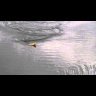 Воблер ZipBaits ZBL Fakie Dog 90F 90мм 12.0гр поверхностный 300R