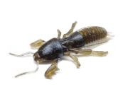 Силиконовая приманка SKELETON FISH Medvedka 2.5" 5шт/уп цв.:06 Силиконовая приманка SKELETON FISH Medvedka 2.5" 5шт/уп цв.:06