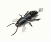 Силиконовая приманка SKELETON FISH Medvedka Lux 2.0" 6шт/уп цв.:24 Силиконовая приманка SKELETON FISH Medvedka Lux 2.0" 6шт/уп цв.:24