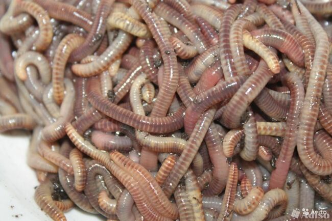 Червь ДЕНДРОБЕНА (Dendrobena) №3