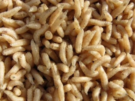 Опарыш БЕЛЫЙ в розлив 1мл