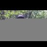 Воблер ZipBaits ZBL DS Fakie Dog Crazy Walker 70F 70мм 8.2гр поверхностный 065R