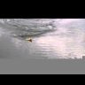 Воблер ZipBaits ZBL Fakie Dog 90F 90мм 12.0гр поверхностный 600R