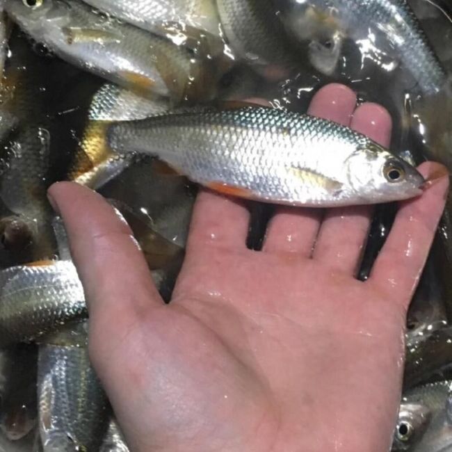 Живец ПЛОТВА