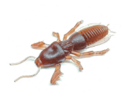 Силиконовая приманка SKELETON FISH Medvedka 2.5" 5шт/уп цв.:27