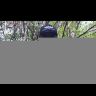 Воблер ZipBaits ZBL DS Fakie Dog 70F 70мм 8.2гр поверхностный 531R