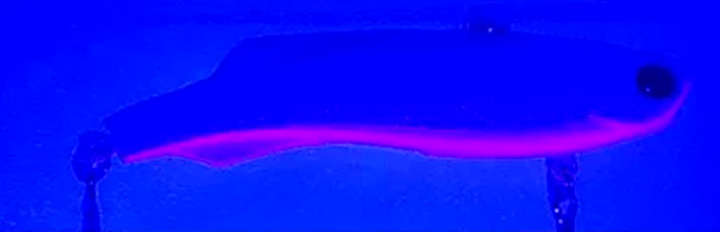 Раттлин ZANDERMASTER Venom 73S 73мм 17гр #01 Раттлин ZANDERMASTER Venom 73S 73мм 17гр #01