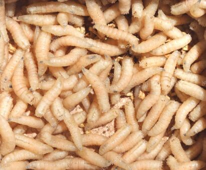 Опарыш белый