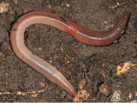 Выползок БОЛЬШОЙ 12шт/банке Выползок БОЛЬШОЙ 12шт/банке