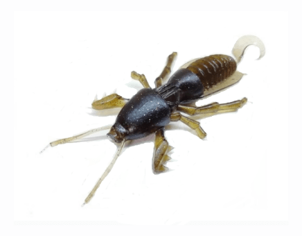 Силиконовая приманка SKELETON FISH Medvedka Lux 3.0" 5шт/уп цв.:06 Силиконовая приманка SKELETON FISH Medvedka Lux 3.0" 5шт/уп цв.:06