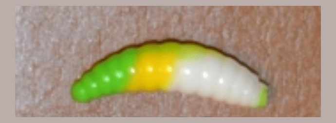 Силиконовая приманка COOL PLACE Maggot 1.6" Сыр #charteuse/ yellow/ white 10шт/уп