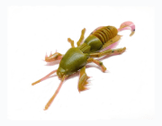 Силиконовая приманка SKELETON FISH Medvedka Lux 3.0" 5шт/уп цв.:09 Силиконовая приманка SKELETON FISH Medvedka Lux 3.0" 5шт/уп цв.:09