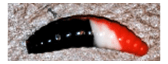 Силиконовая приманка COOL PLACE Maggot 1.6" Сыр #black/white/orange 10шт/уп