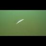 Воблер ZipBaits Rigge 90SP 90мм 9.8гр 0.5-1.3м 513R