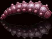 Силиконовая приманка SOOREX PRO Major 36мм 1.1гр Слива #134 Виолет/Violet 6шт/уп Силиконовая приманка SOOREX PRO Major 36мм 1.1гр Слива #134 Виолет/Violet 6шт/уп