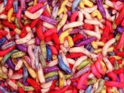Опарыш MIX Опарыш MIX