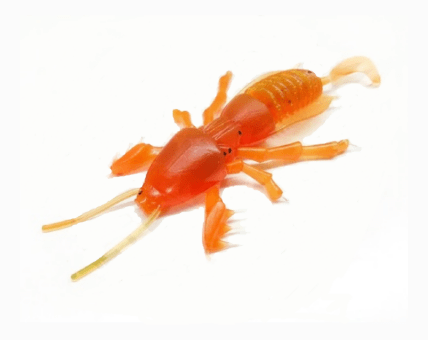 Силиконовая приманка SKELETON FISH Medvedka Lux 3.0" 5шт/уп цв.:23