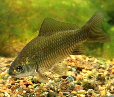 Живец КАРАСЬ крупный