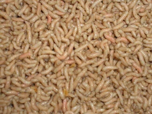 Опарыш белый корм 125мл