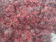 Мотыль мелкий ГРЯЗЬ Мотыль мелкий ГРЯЗЬ