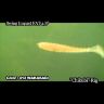 Виброхвост KEITECH Swing Impact FAT 4.3" PAL#08 Spicy Mustad 11см 11гр 5шт/уп