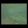 Воблер ZipBaits ZBL System Minnow 7F 70мм 4.5гр 0.3-0.5м 522R