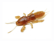 Силиконовая приманка SKELETON FISH Medvedka 3.5" 3шт/уп цв.:16