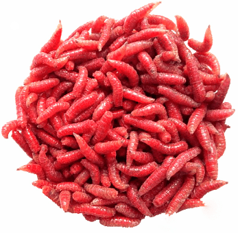 Опарыш красный ГИГАНТ Опарыш красный ГИГАНТ