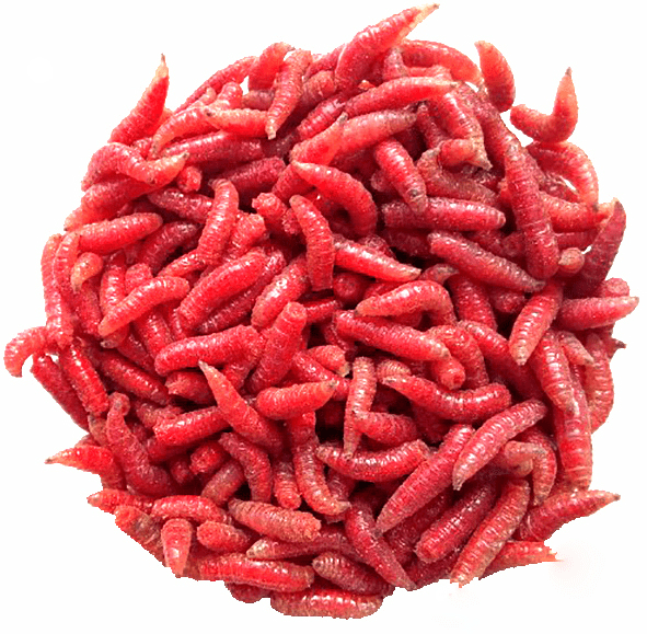 Опарыш красный ГИГАНТ