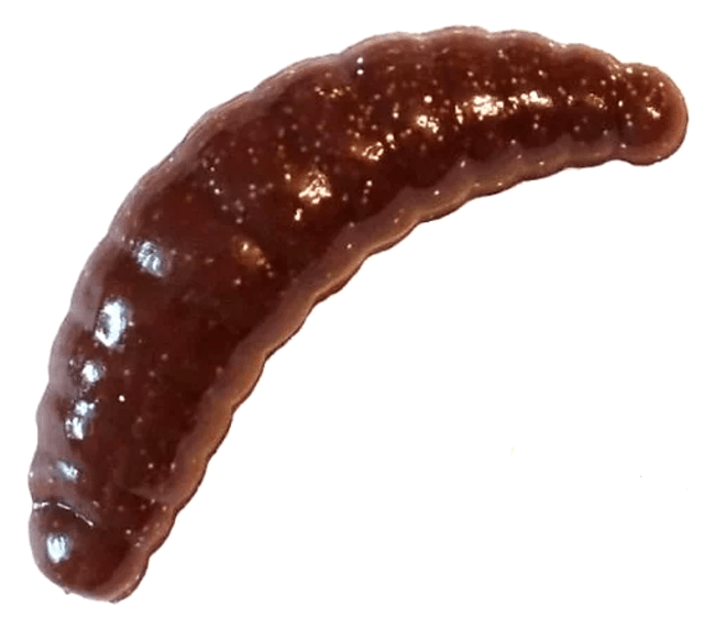 Силиконовая приманка TROUT ZONE Maggot 1.3" шоколад с блесткой сыр/щербет 12шт/уп Силиконовая приманка TROUT ZONE Maggot 1.3" шоколад с блесткой сыр/щербет 12шт/уп