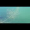 Воблер ZipBaits Rigge Deep 90F 90мм 11.0гр 2.0-2.5м 021R