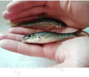 Живец ПЕСКАРЬ Живец ПЕСКАРЬ