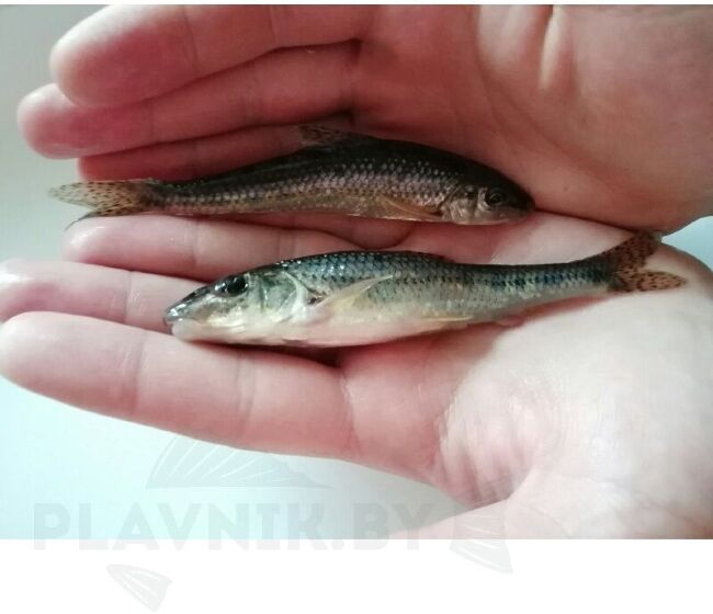 Живец ПЕСКАРЬ