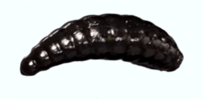 Силиконовая приманка COOL PLACE Maggot Stretch 1.6" Сыр #Чёрный 10шт/уп