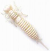 Cиликоновая приманка Fanatik Larva 2.5 (6.3cм) 025