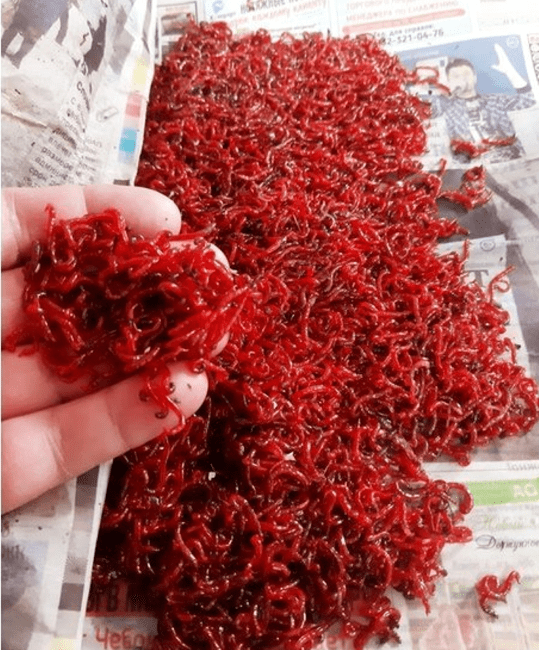 Мотыль крупный МО (П)