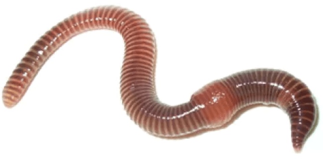 Червь ДЕНДРОБЕНА (Dendrobena) №4