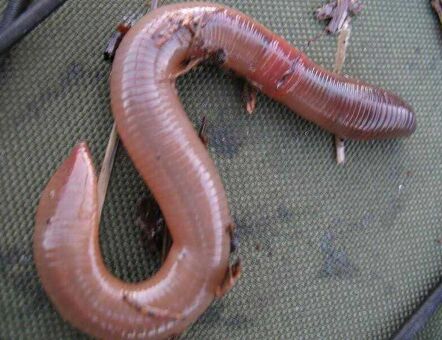 Выползок СРЕДНИЙ 24шт/банке