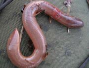 Выползок СРЕДНИЙ 24шт/банке Выползок СРЕДНИЙ 24шт/банке