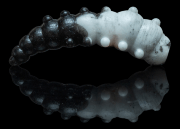 Силиконовая приманка SOOREX PRO Major 36мм 1.1гр Сыр #309 Белый- Чёрный/ White-Black 6шт/уп Силиконовая приманка SOOREX PRO Major 36мм 1.1гр Сыр #309 Белый- Чёрный/ White-Black 6шт/уп