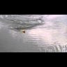 Воблер ZipBaits ZBL Fakie Dog 90F 90мм 12.0гр поверхностный 510R