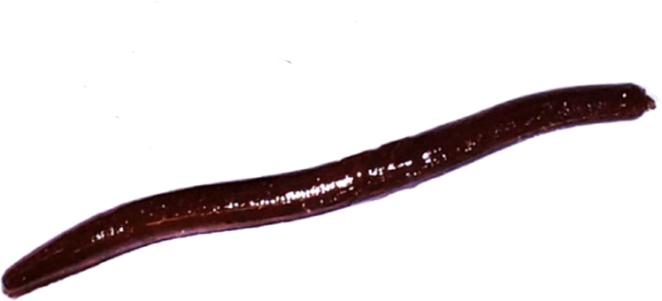 Силиконовая приманка TROUT ZONE Wake Worm-2 3.2" шоколад с блесткой сыр 11шт/уп Силиконовая приманка TROUT ZONE Wake Worm-2 3.2" шоколад с блесткой сыр 11шт/уп